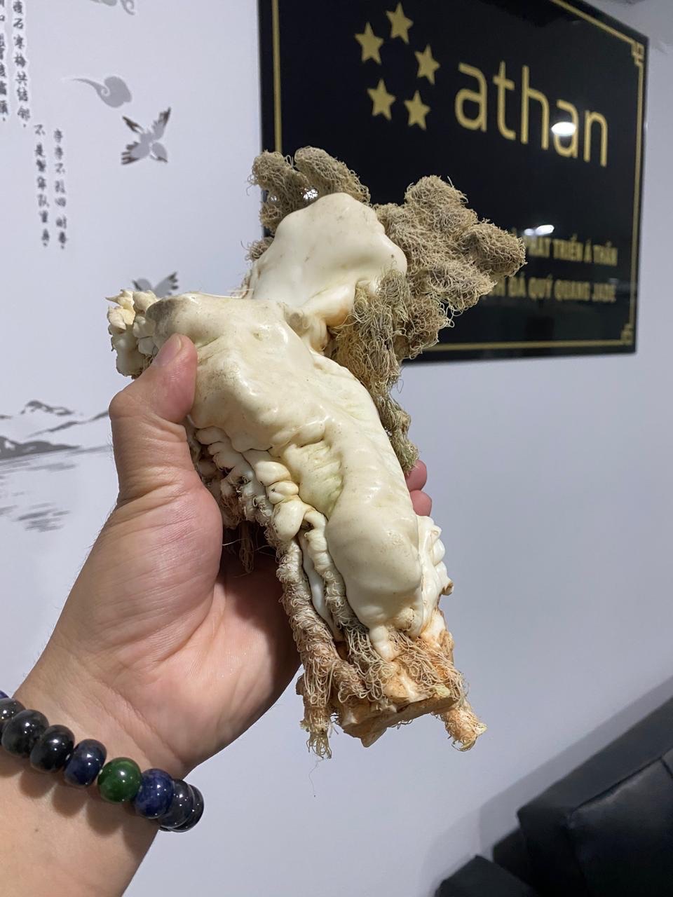 Lingzhi Tai Sui ( 1.6kg) - Image 6