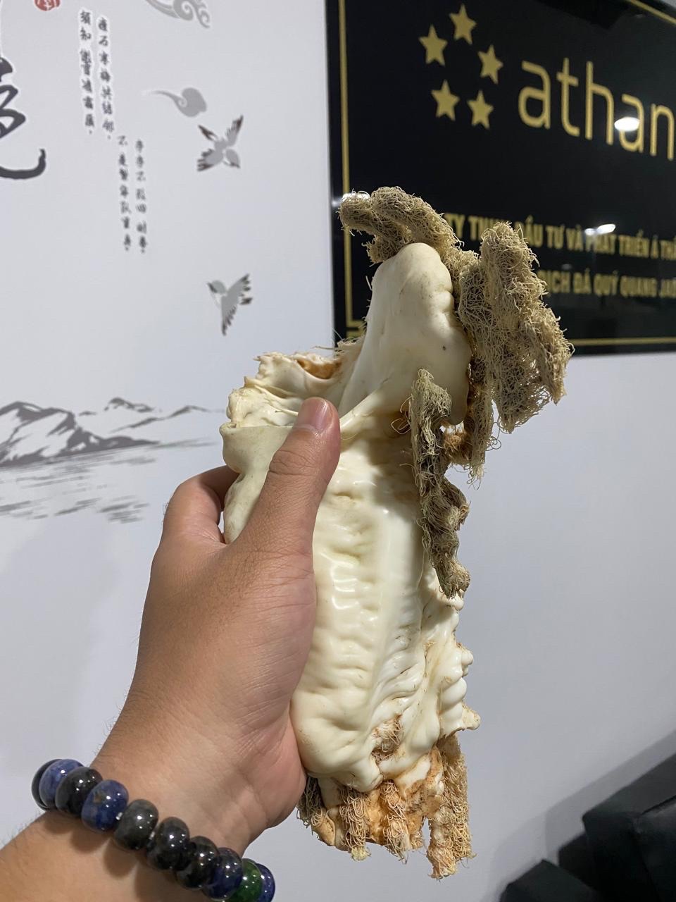 Lingzhi Tai Sui ( 1.6kg) - Image 4