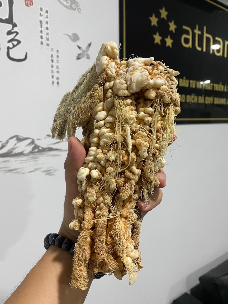 Lingzhi Tai Sui ( 1.6kg) - Image 3