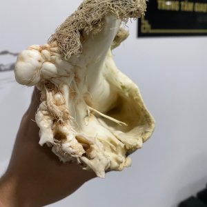 Lingzhi Tai Sui ( 1.6kg)