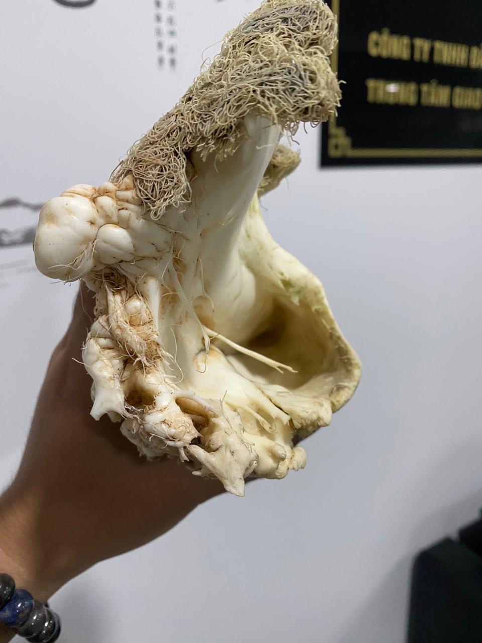 Lingzhi Tai Sui ( 1.6kg)