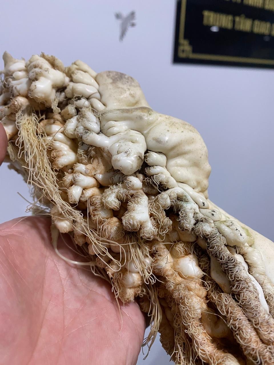 Lingzhi Tai Sui ( 1.6kg) - Image 2