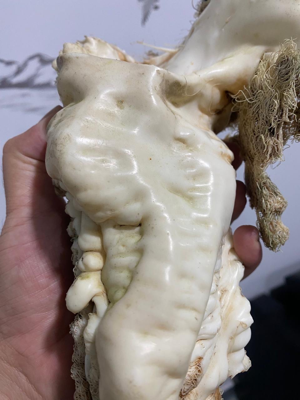 Lingzhi Tai Sui ( 1.6kg) - Image 7