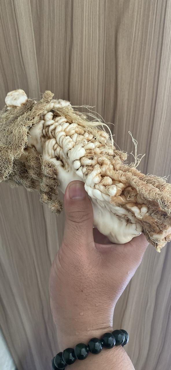 Lingzhi Tai Sui ( 1.6kg) - Image 8